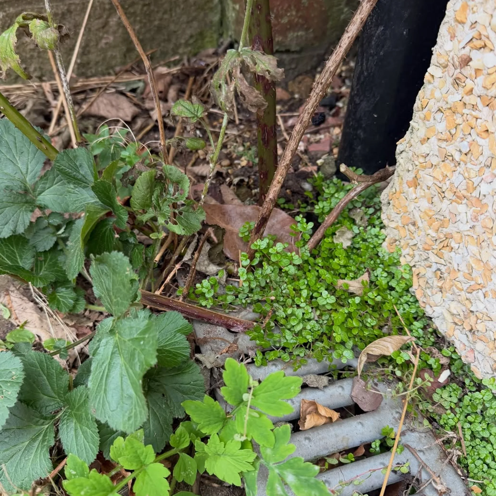 plant growth and debris blocking drain