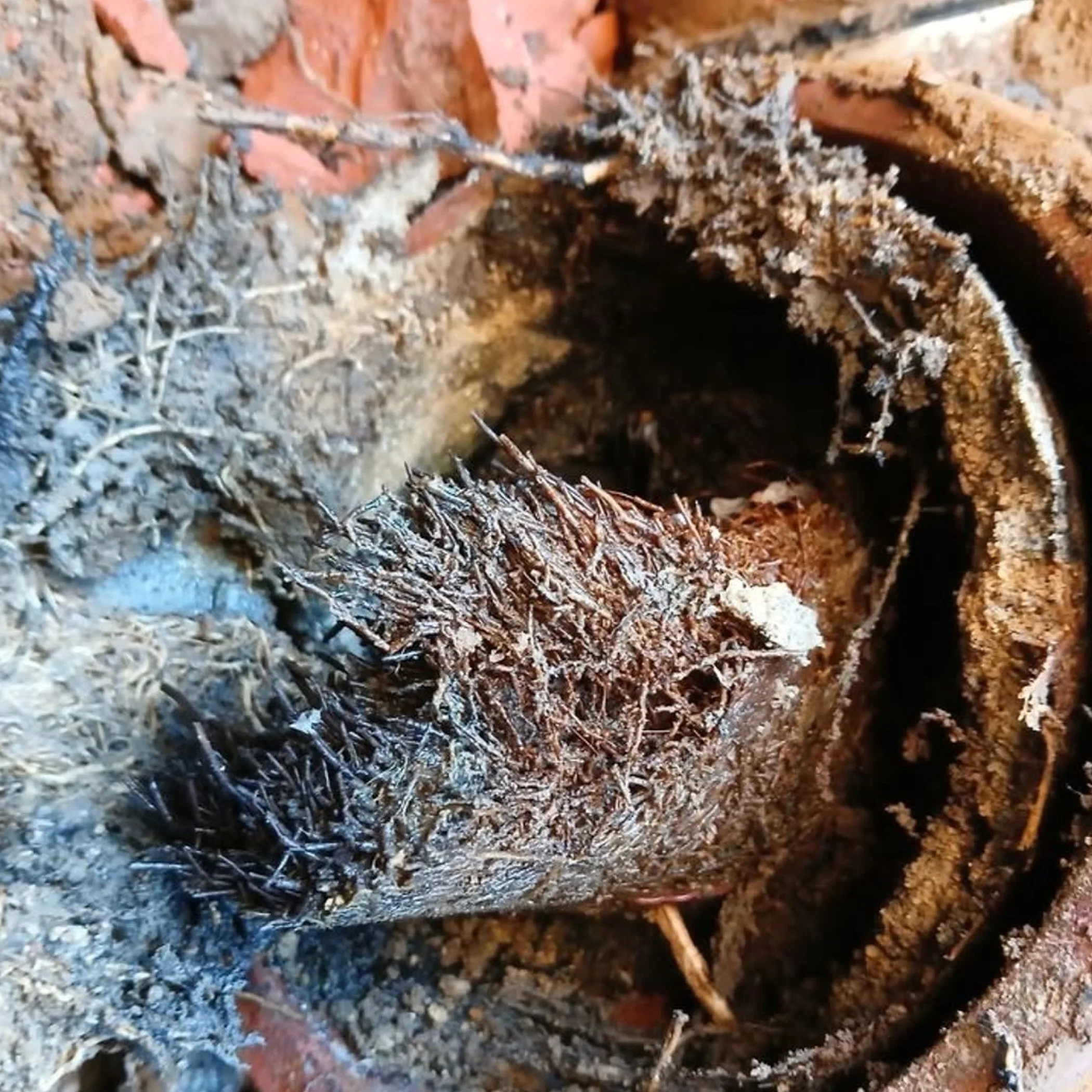 roots blocking a drain