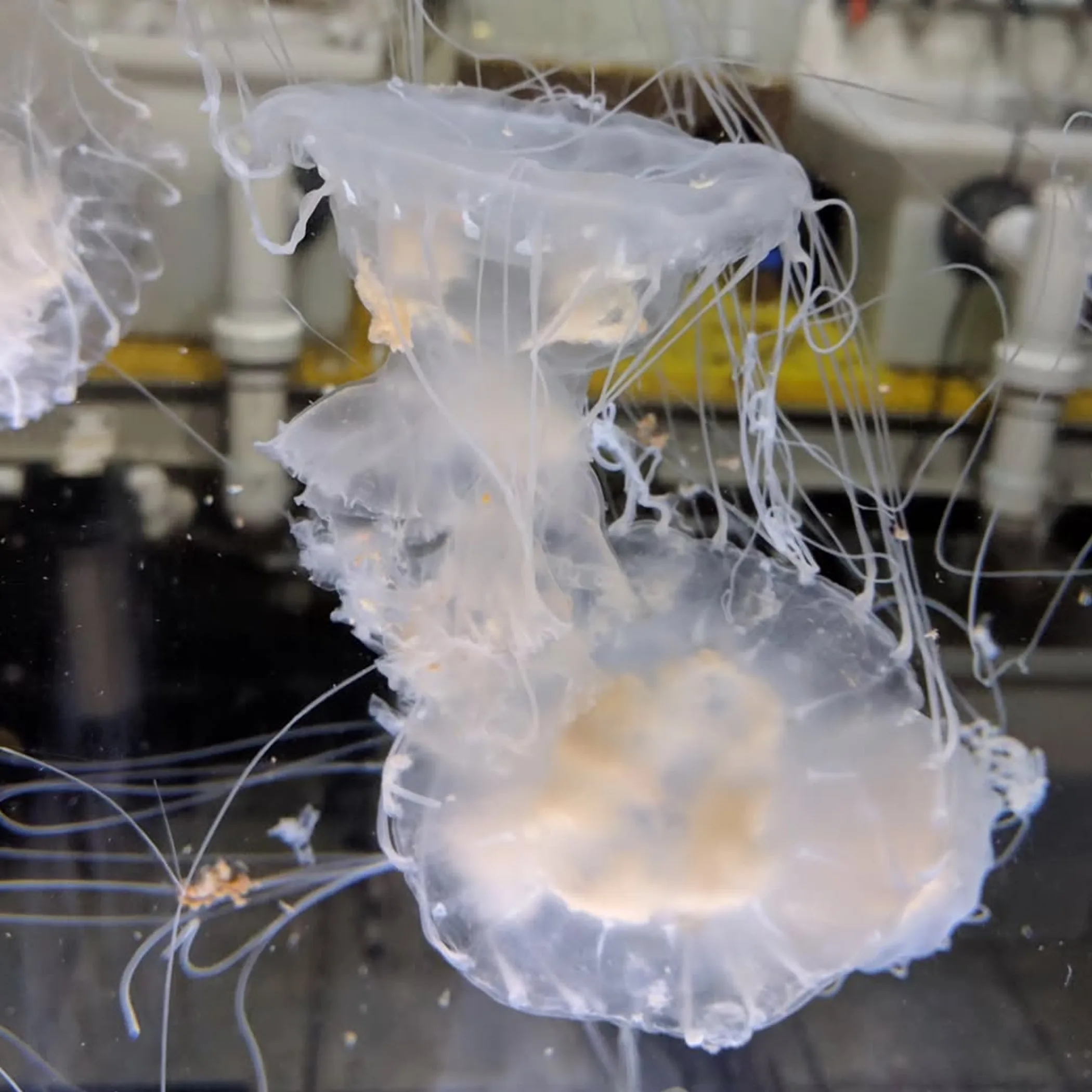jellyfish in clear water