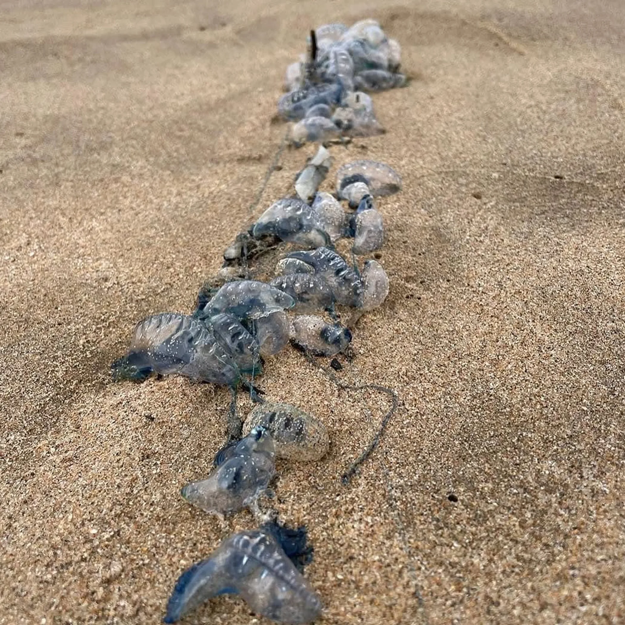 marine stingers on sand