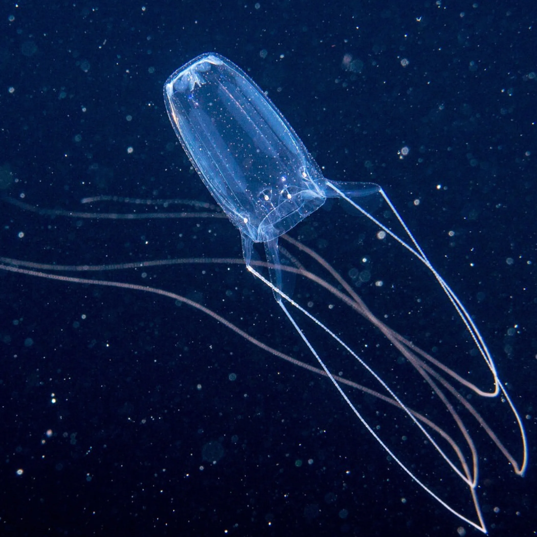 transparent stinging marine animal
